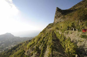 Vigneti Isola di Ischia