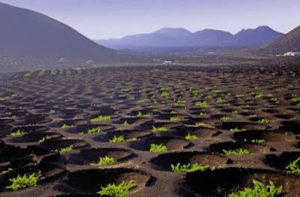 Vigneti a Lanzarote (Isole Canarie - Spagna)