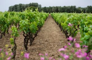 Vigneti ad alberello in Puglia