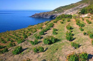 Vigneti ad alberello nell'Isola di Pantelleria