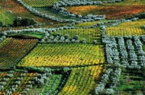 Vigneti d'Abruzzo - Foto di Enzo Nicosio, vincitore del concorso fotografico Vigneti d'Abruzzo