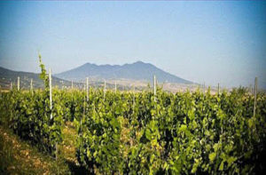 Vigneti in Basilicata