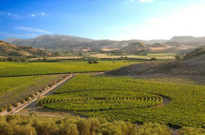 Vigneti in Calabria (Vigneti sperimentali Librandi)