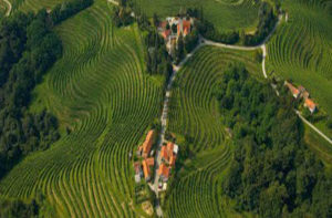 Vigneti in Slovenia