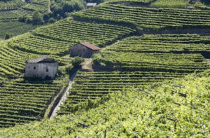 Vigneti in Val di Cembra