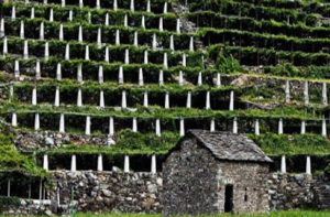 Vigneti in Valle d'Aosta