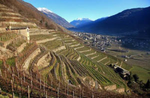 Vigneti in Valtellina