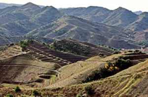 Vigneti nel Priorat (Spagna)