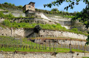 Vigneti terrazzati in Germania