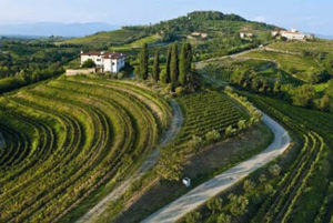 Vigneto in Friuli Venezia Giulia